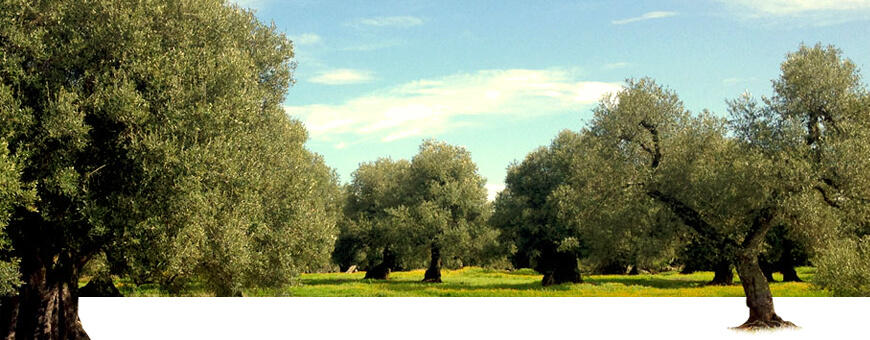 Camminata tra gli olivi 2018
