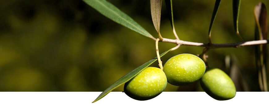 varietà olivo