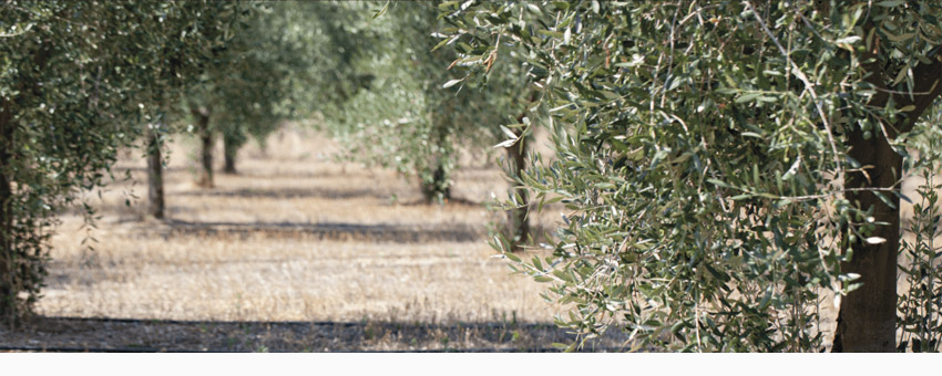 irrigazione olive
