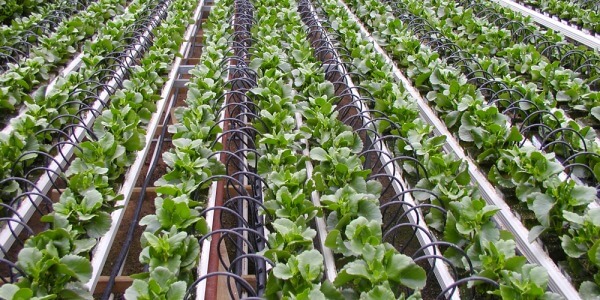ADVANTAGES AND APPLICATIONS OF MICRO-IRRIGATION