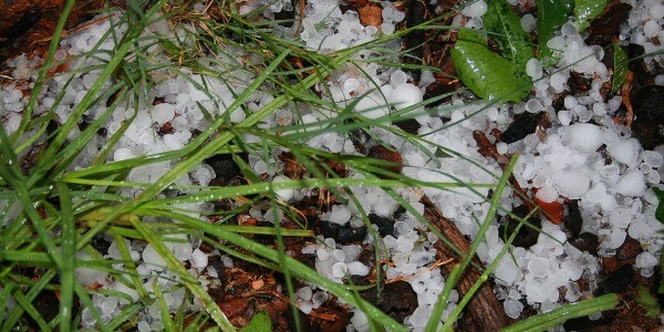 AFTER HAILSTORM: ACTIONS IN THE GARDEN