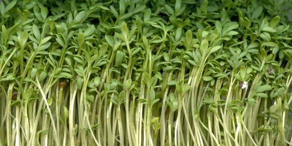 MICROGREENS: SMALL NEWS WITH A GREAT TASTE