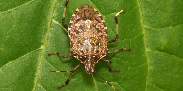 THE ASIAN BUG: ALARM IN ORCHARDS