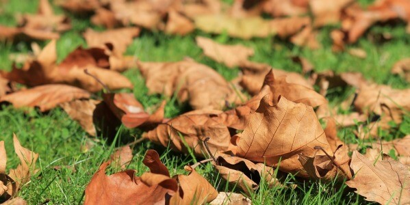 REMOVE OR NOT FALLING LEAVES IN THE GARDEN?
