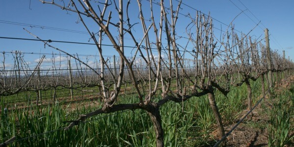 THE PRUNING OF GRAPEVINE