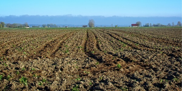 THE STALE SEEDBED FOR WEED