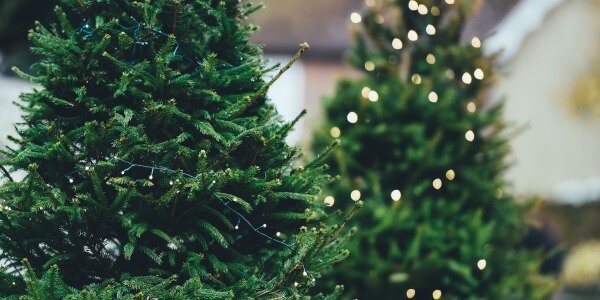 DO YOU KNOW THE DIFFERENCE BETWEEN PINE AND FIR TREE?
