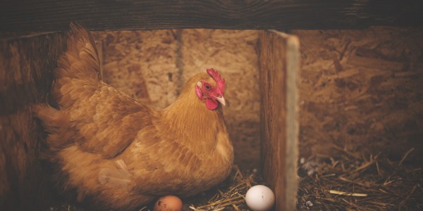 CARES FOR LAYING HENS