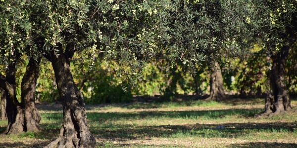 THE PRUNING OF OLIVE TREE