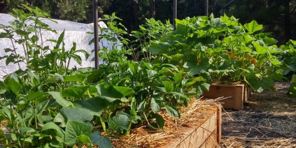 PRINCIPLES OF SYNERGISTIC VEGETABLE GARDEN