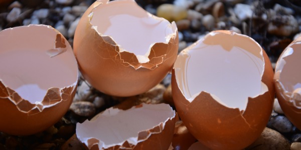 THIN SHELL EGGS: CAUSES AND REMEDIES