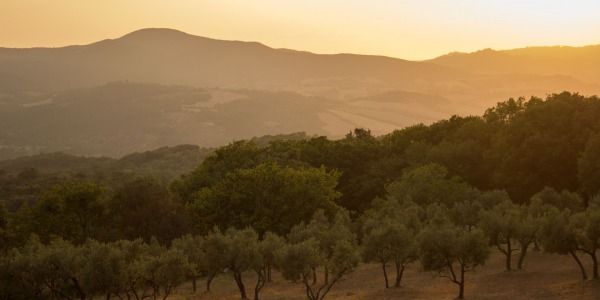 DROUGHT ALERT IN OLIVE GROVES