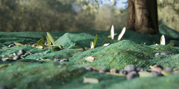 OPEN OLIVE GROVES ON OCTOBER 29TH