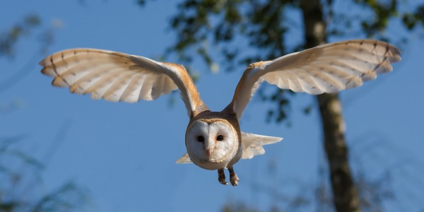 THE ECO-FRIENDLY PEST CONTROL WITH OWLS