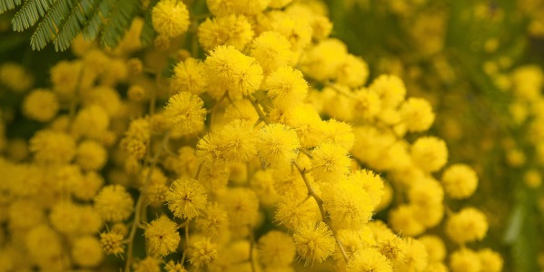 MIMOSA: THE REASON WHY IS THE SYMBOL OF 8TH MARCH