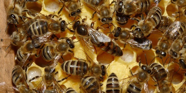 IF BEES DISAPPEAR, REMAINS 4 YEARS OF LIFE TO HUMANITY