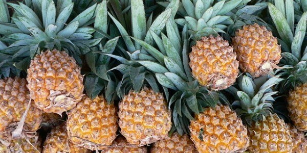 GROW PINEAPPLE PLANT BY THE FRUIT
