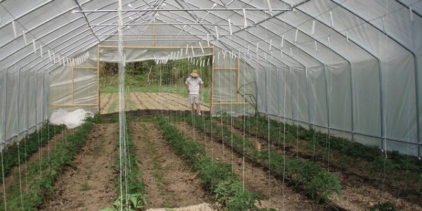 BUILDING A GREENHOUSE